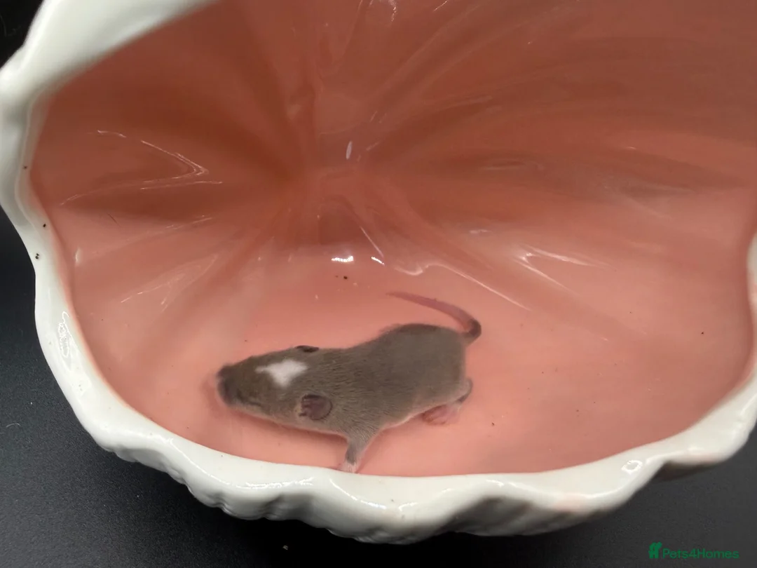 Mouse rodents for sale: Males and females - Advert 4