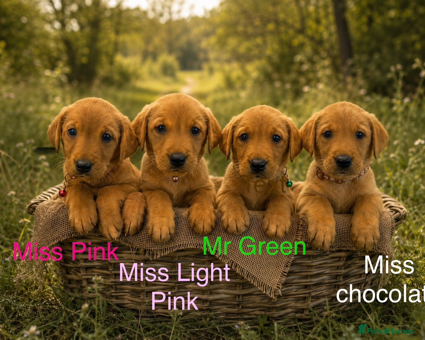 Labrador Retriever dogs 🧡4 LEFT 🧡 GORGEOUS FOX RED LABRADOR FAMILY - Advert 2