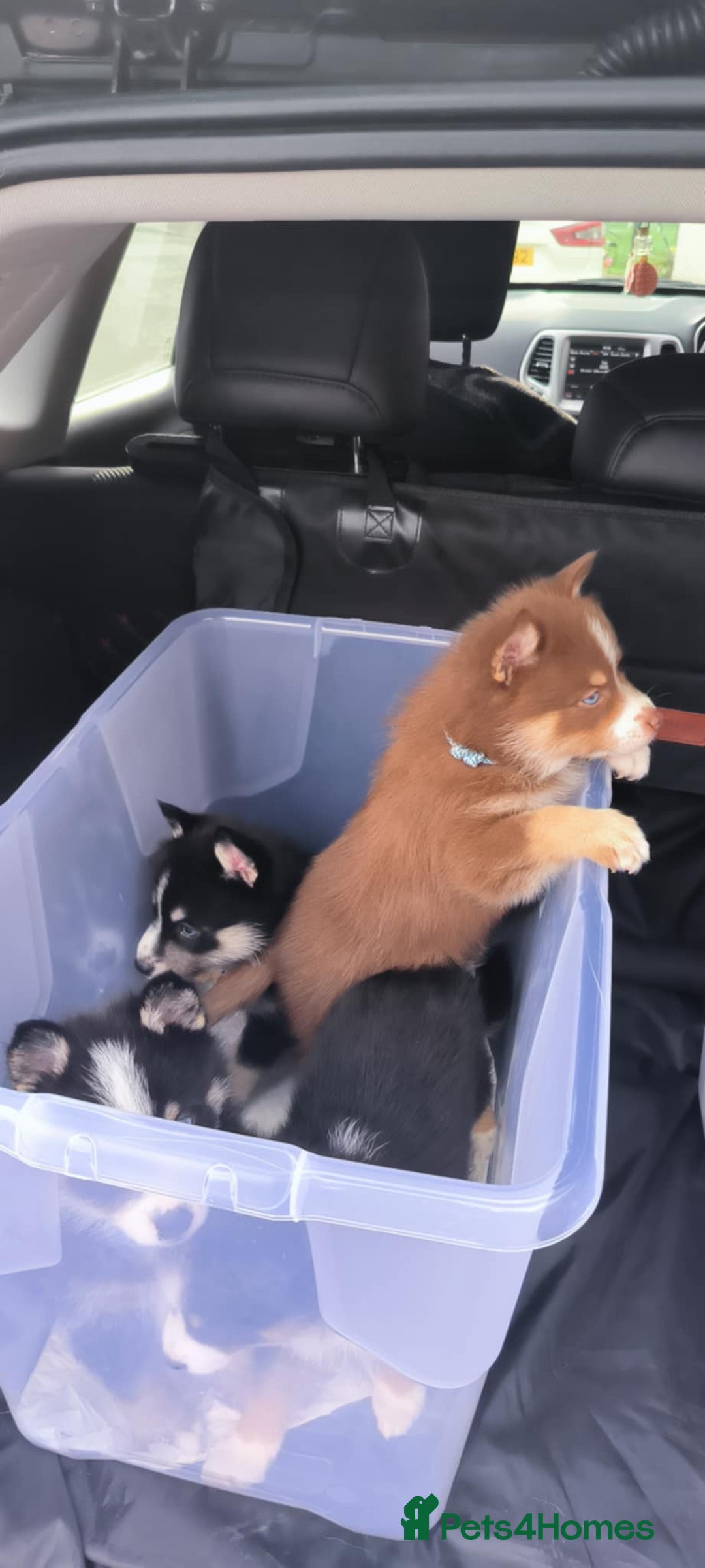 Pomsky dogs for sale: Pomsky Puppies for Sale - Image 7