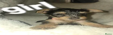 Yorkshire Terrier 4