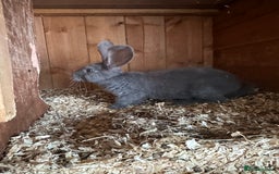 Continental Giant rabbits for sale: Giant continental blues fawn and fawn blue point - Image 4