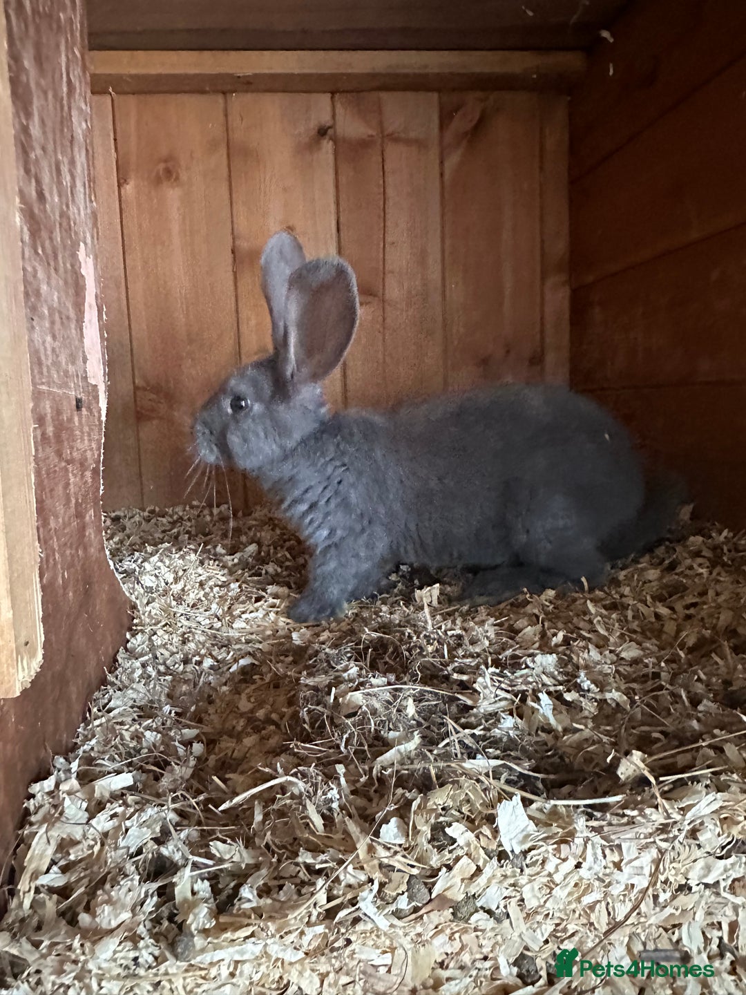 Continental Giant rabbits for sale: Giant continental blues fawn and fawn blue point - Image 4