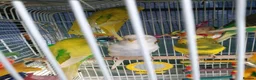 Budgerigars birds for sale: Buggies various colours - Advert 7