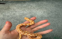 Snake reptiles for sale: CB24 Male Albino Western Hognose - Image 2