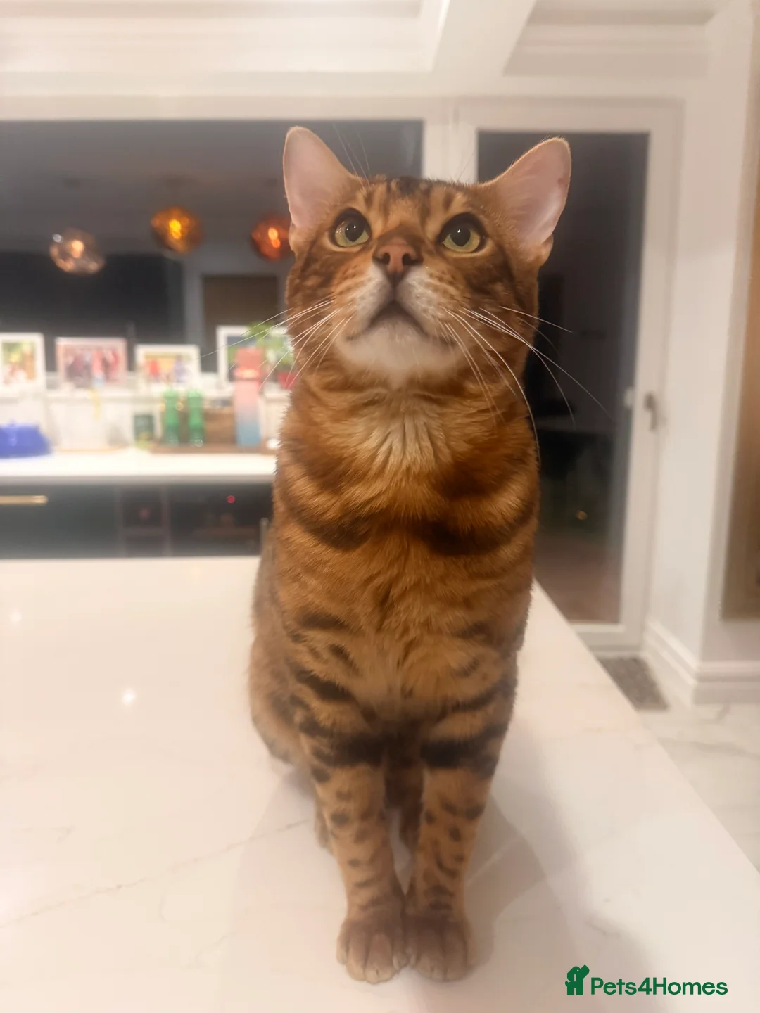 Bengal cats for stud: Handsome Brown spotted Bengal boy for stud - Advert 5