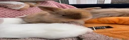Mini Lop rabbits for sale: Mini lops-raised indoors-vaccinated  - Advert 17