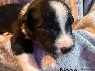 Border Collie dogs Family Raised Border Collie Pups - Advert 4