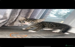 Mixed Breed cats for sale: Adorable Kittens with Stunning Markings - Image 8