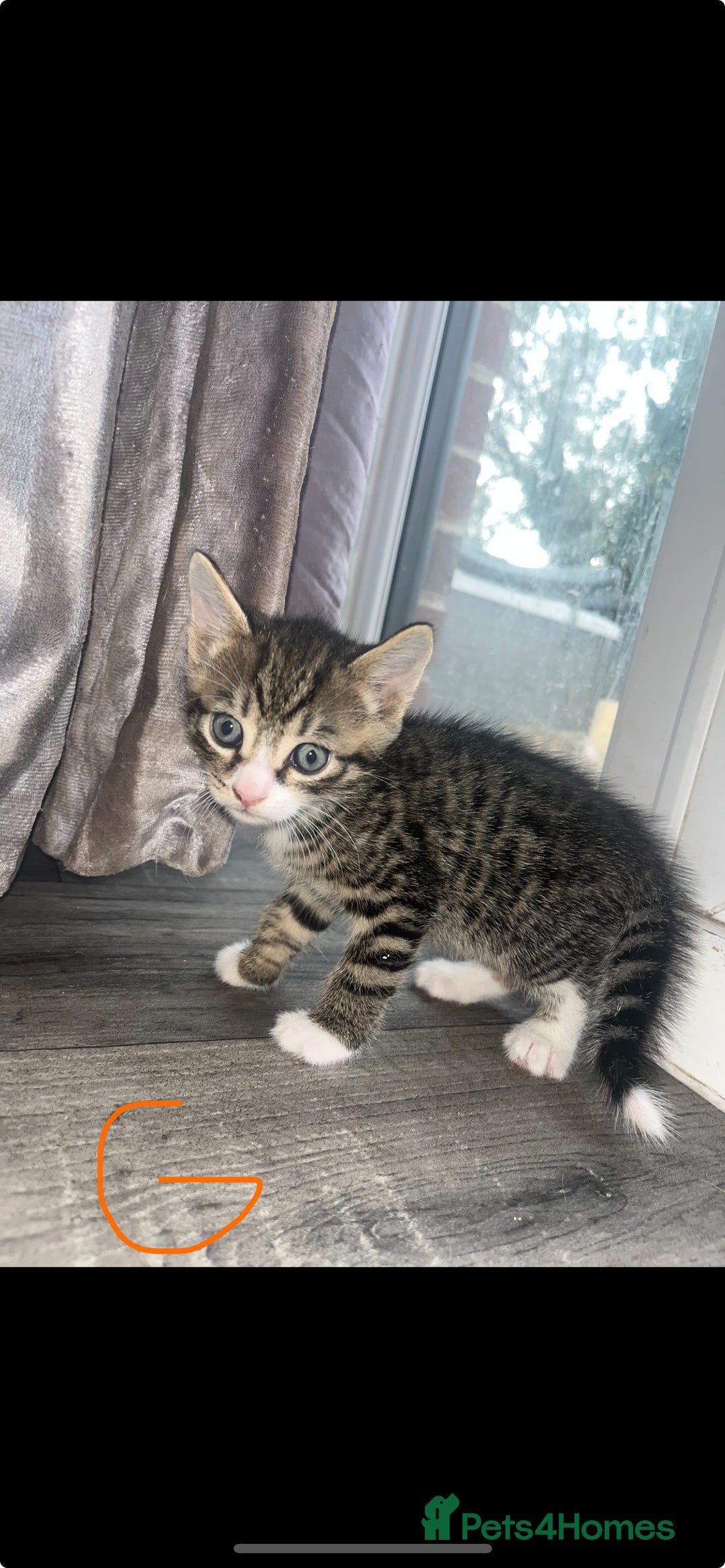 Mixed Breed cats for sale: Adorable Kittens with Stunning Markings - Image 8