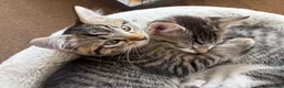 Mixed Breed cats for sale: Litter of 6 Kittens  - Advert 2