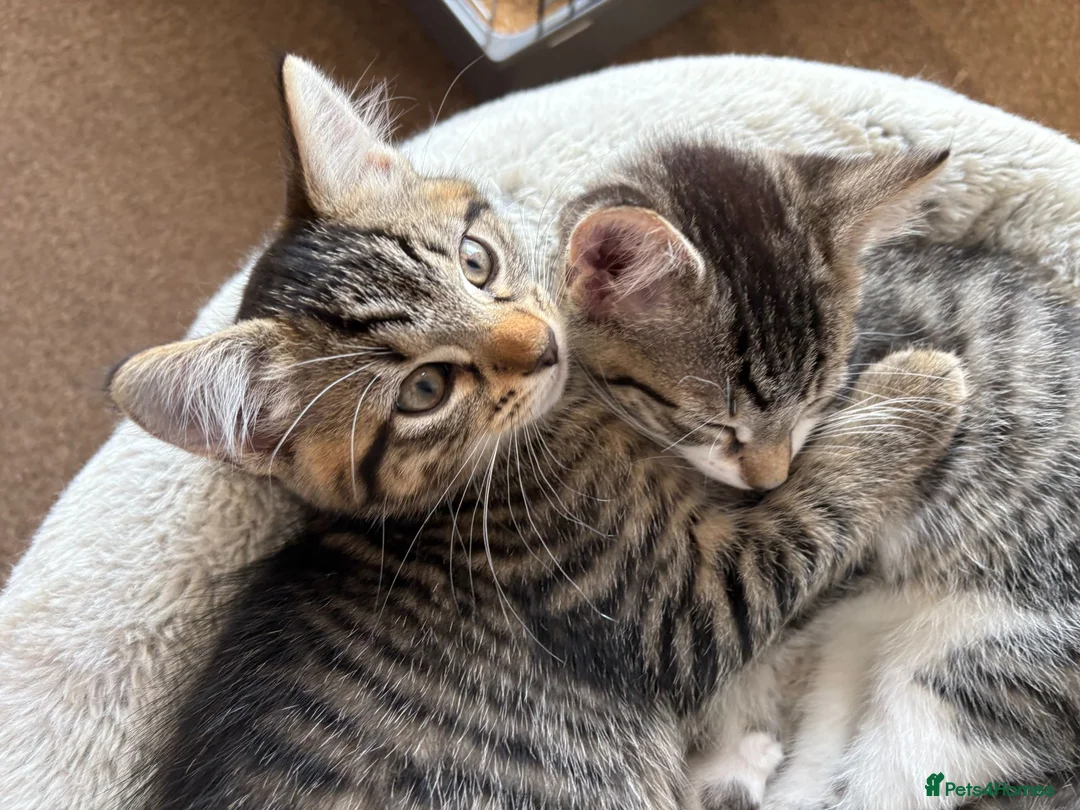 Mixed Breed cats for sale: Litter of 6 Kittens  - Advert 2