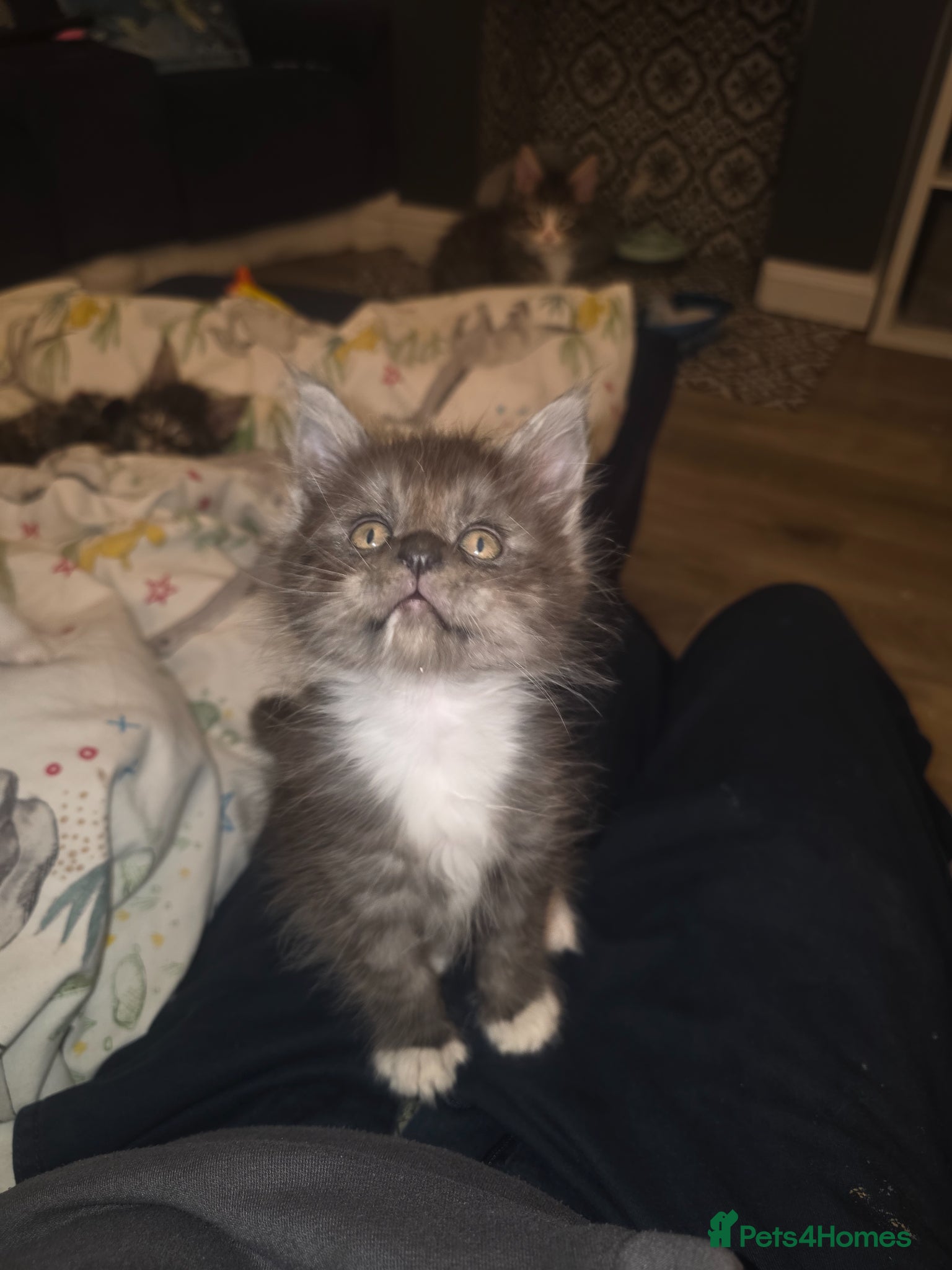 Maine Coon cats Maine Coon kittens  - Advert 1