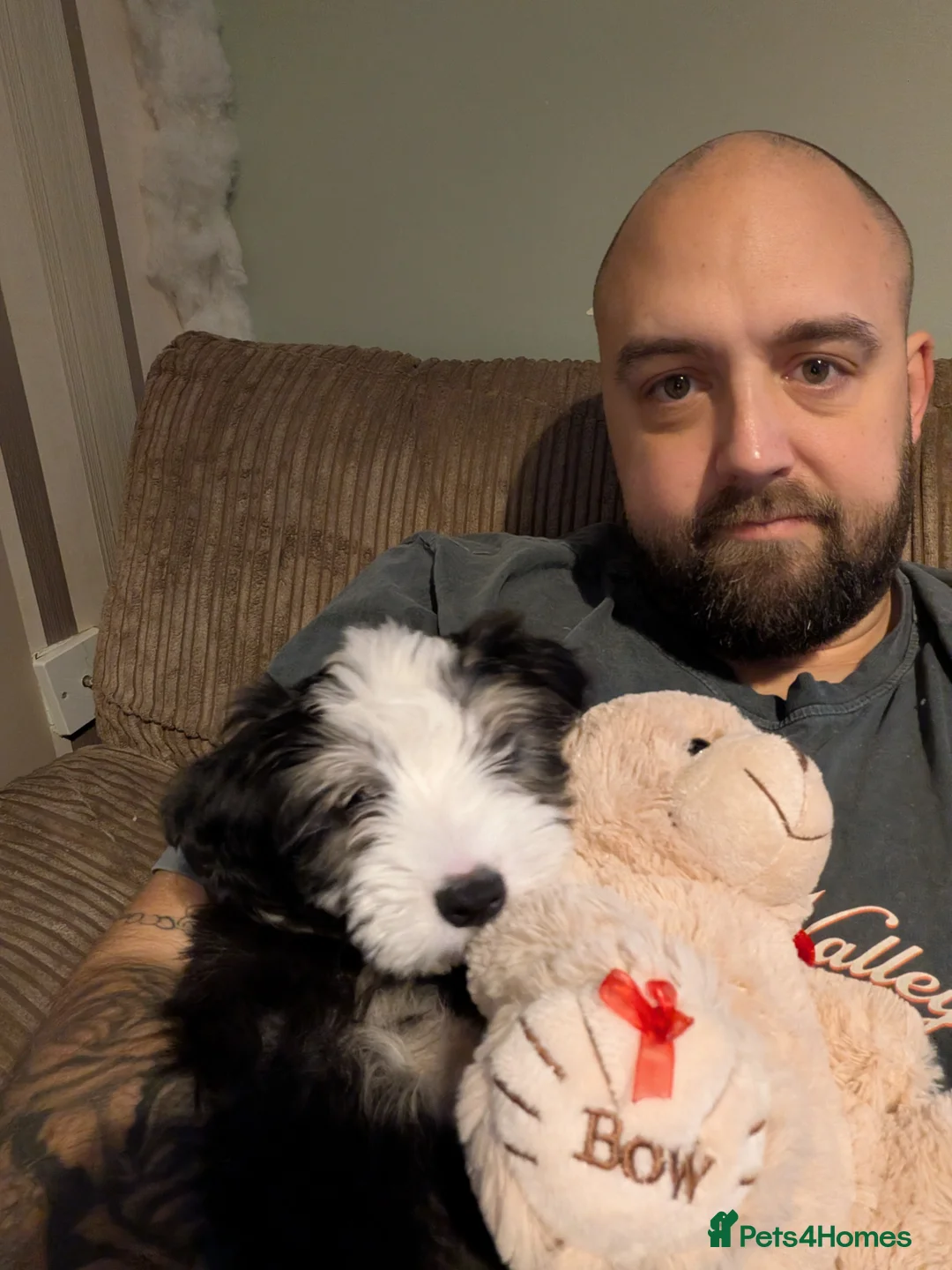 Mixed Breed dogs for sale: Disabled Puppy 5 months old - Advert 2