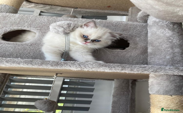 Ragdoll cats - Advert 14