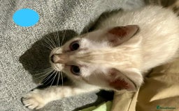 Bengal cats for sale: 6 Gorgeous Bengals kittens ready for reservation  - Image 17