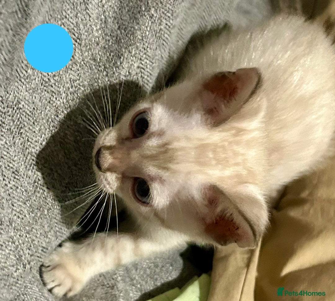 Bengal cats for sale: 6 Gorgeous Bengals kittens ready for reservation  - Image 17
