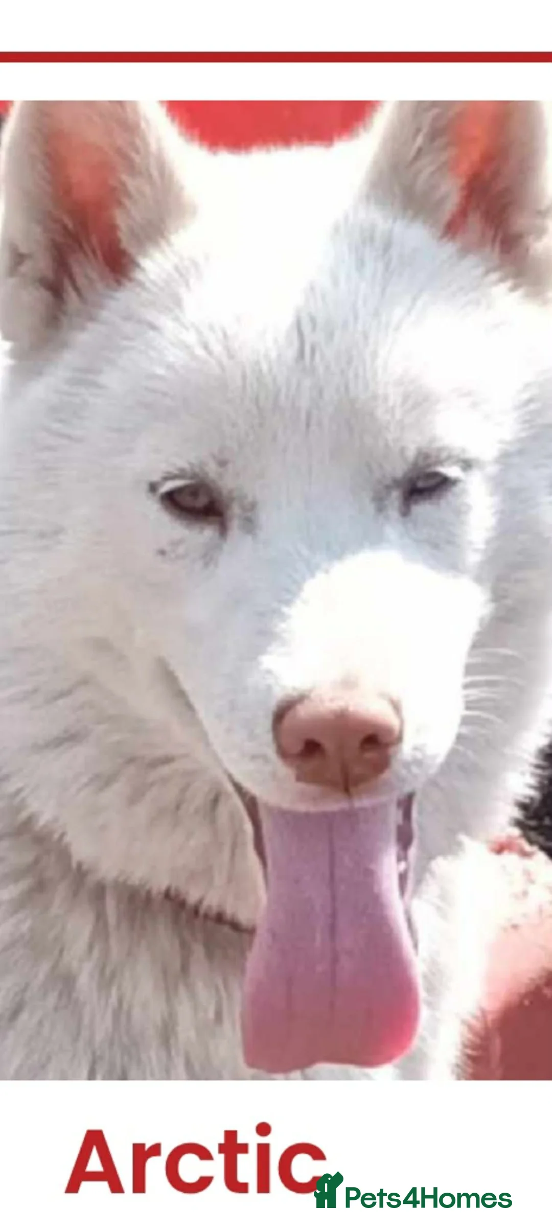 Siberian Husky dogs for sale: Pedigree Siberian Husky Puppies in York in York - Advert 9