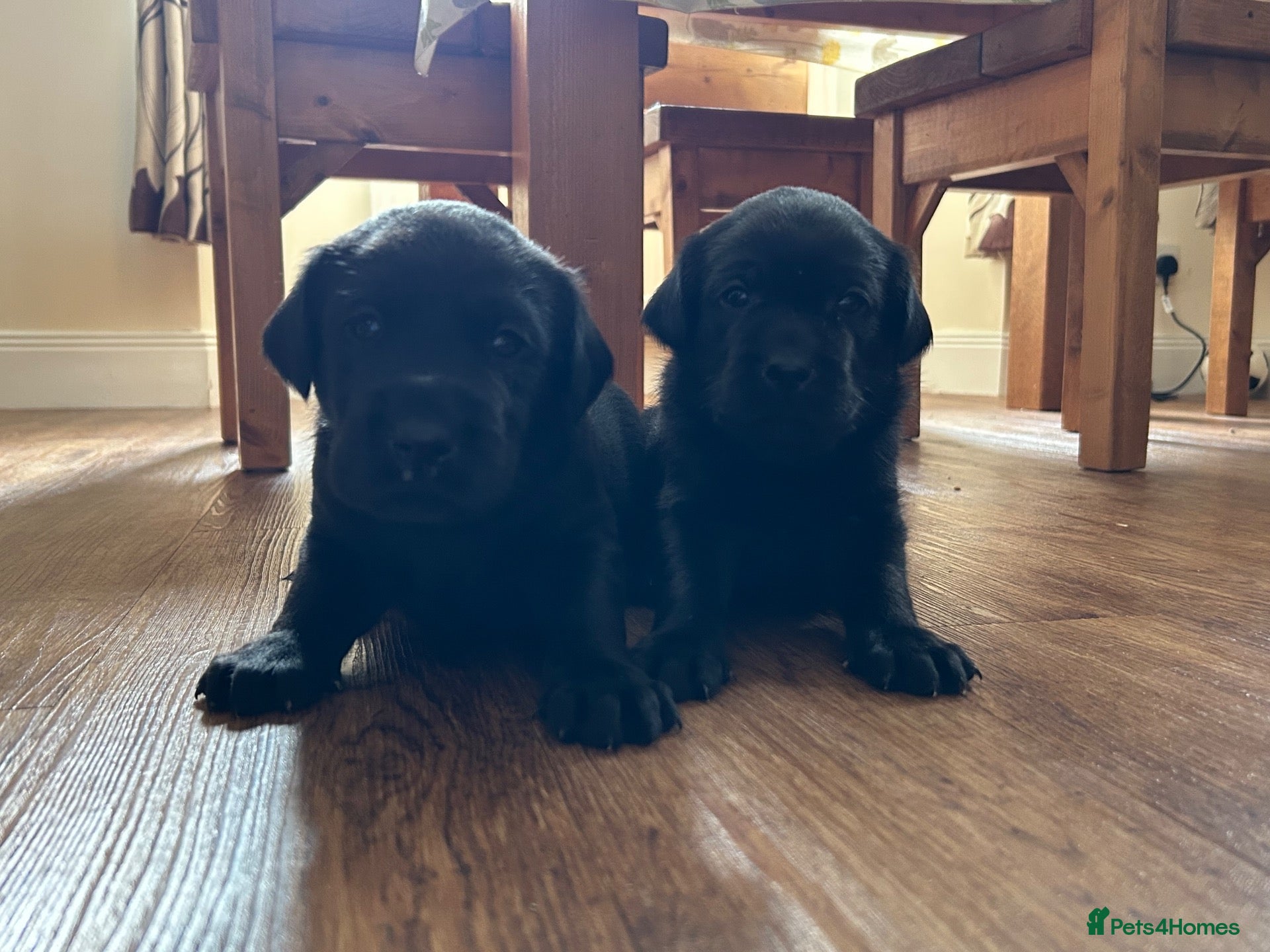 Labrador Retriever dogs KC Labrador pups from fully health tested parents - Advert 1
