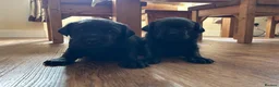Labrador Retriever dogs for sale: KC Labrador pups from fully health tested parents - Advert 1