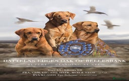 Labrador Retriever dogs for sale: Fox Red Labradors for sale in North Tawton - Image 2