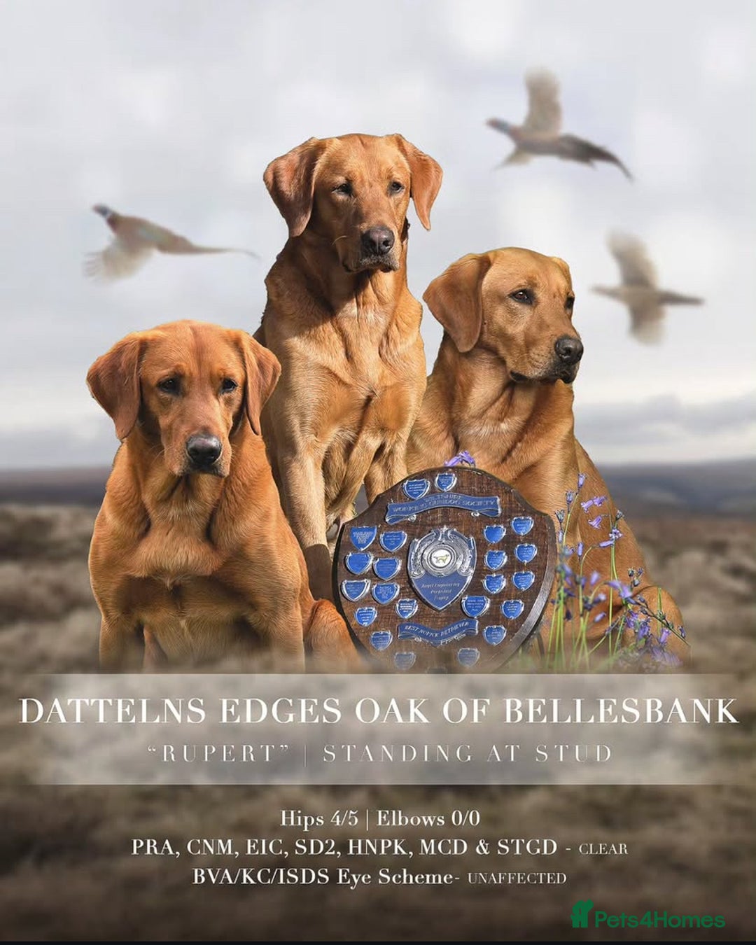 Labrador Retriever dogs for sale: Fox Red Labradors for sale in North Tawton - Image 2