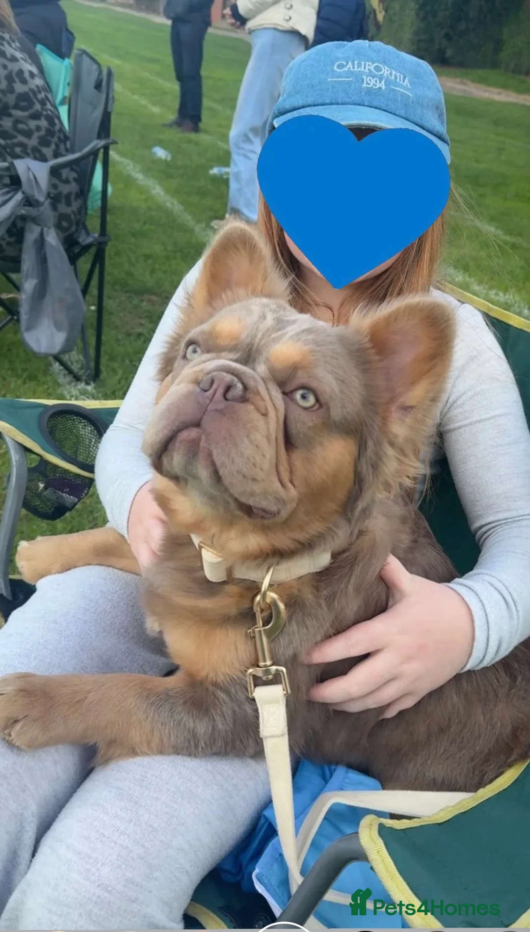 French Bulldog dogs for stud: New Shade Isabella and Tan fluffy frenchie in Grimsby - Advert 1