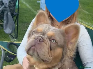 French Bulldog dogs New Shade Isabella and Tan fluffy frenchie - Advert 1