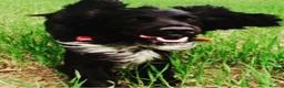 Cocker Spaniel dogs for sale: Beautiful Cocker Spaniel puppies  in Sheffield - Advert 14
