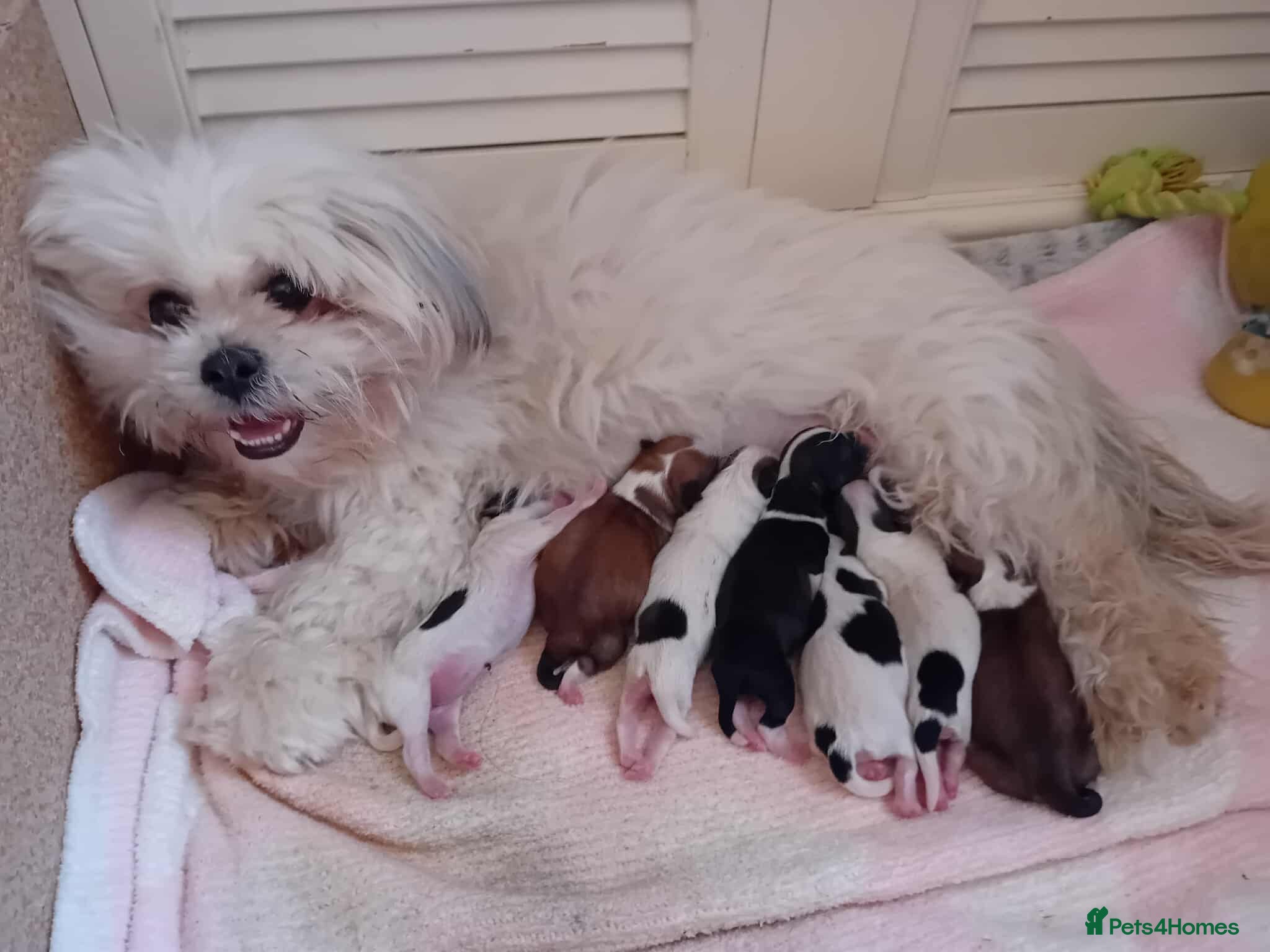 Mixed Breed dogs Puppies - Advert 1