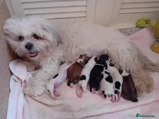 Mixed Breed dogs Puppies - Advert 1