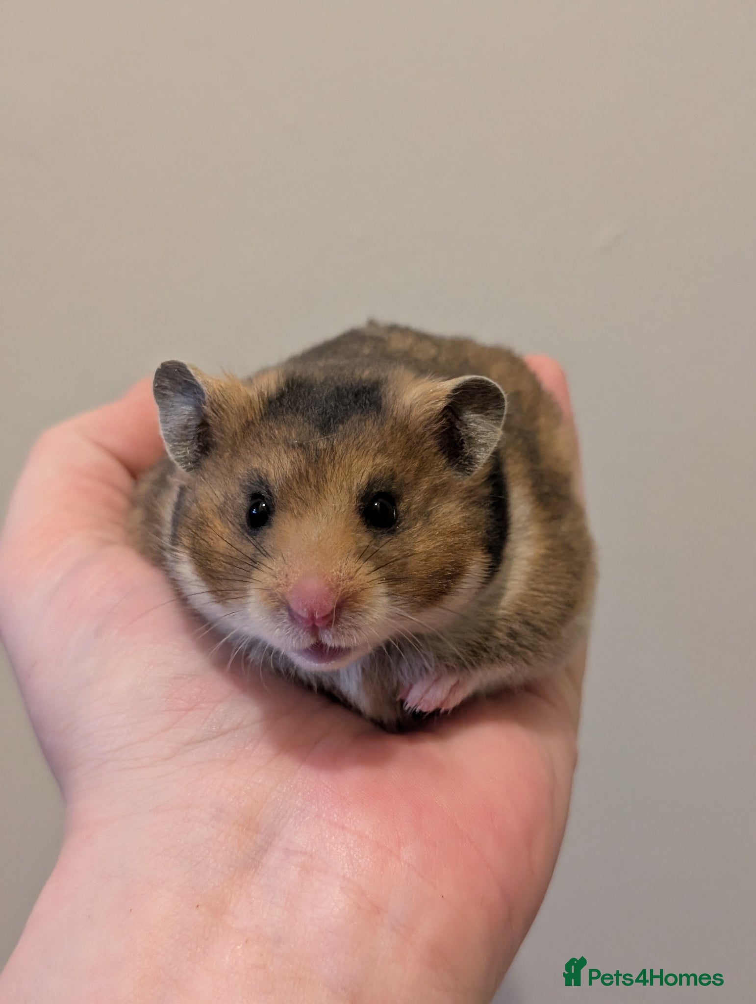 Hamster rodents Pedigree syrian hamsters  - Advert 4