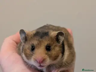 Hamster rodents Pedigree syrian hamsters - Advert 4