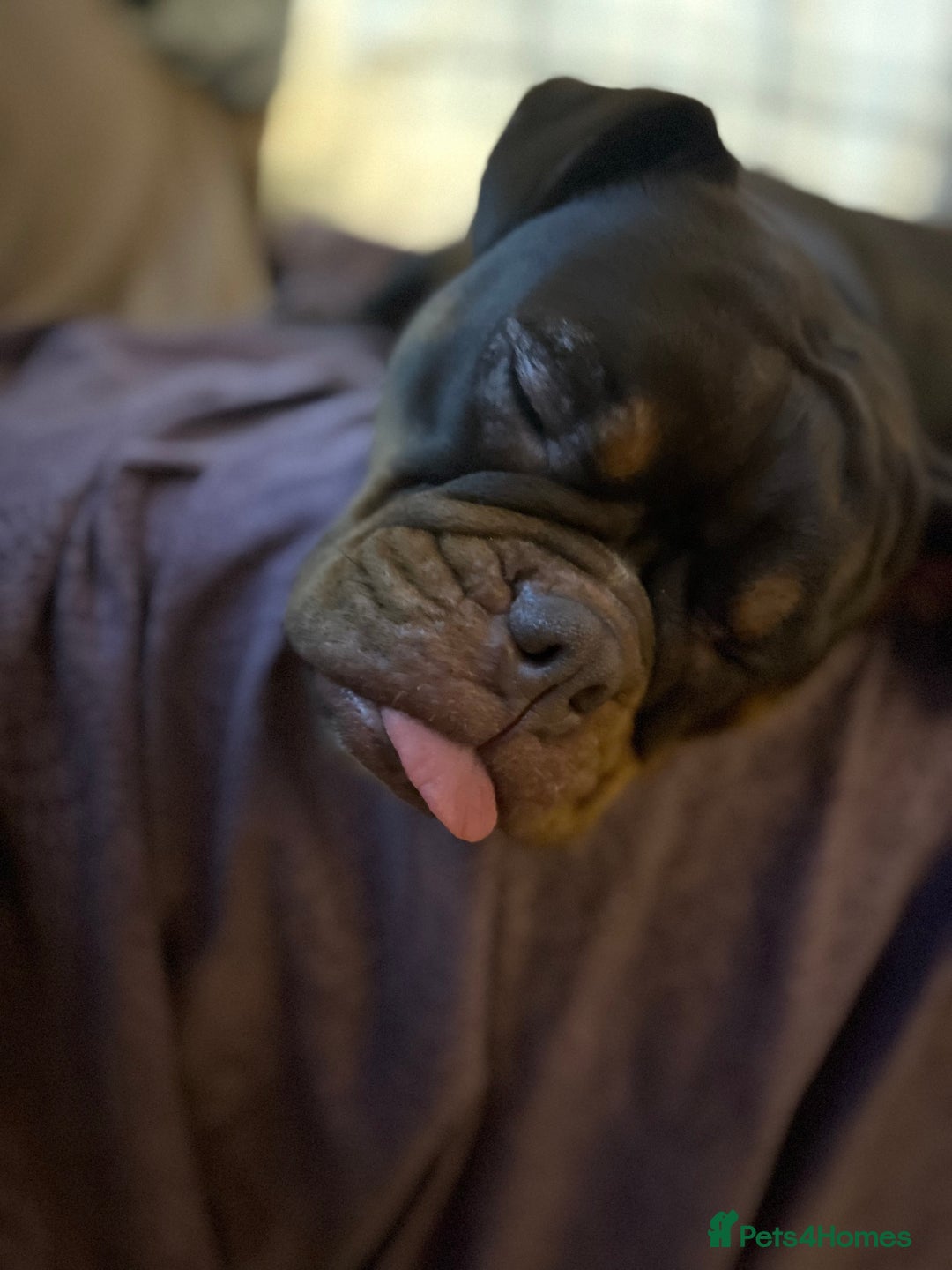 Olde English Bulldogge dogs for sale: Loving oldEngland Bulldog Lookingfor a 4eva Home  - Advert 9