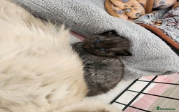 British Shorthair cats for sale: British Shorthair and Ragdoll mix - Image 9