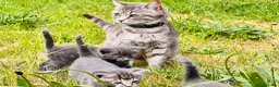 Mixed Breed cats for sale: British Shorthair Dad & Tabby Mom Kittens for Sale - Advert 22