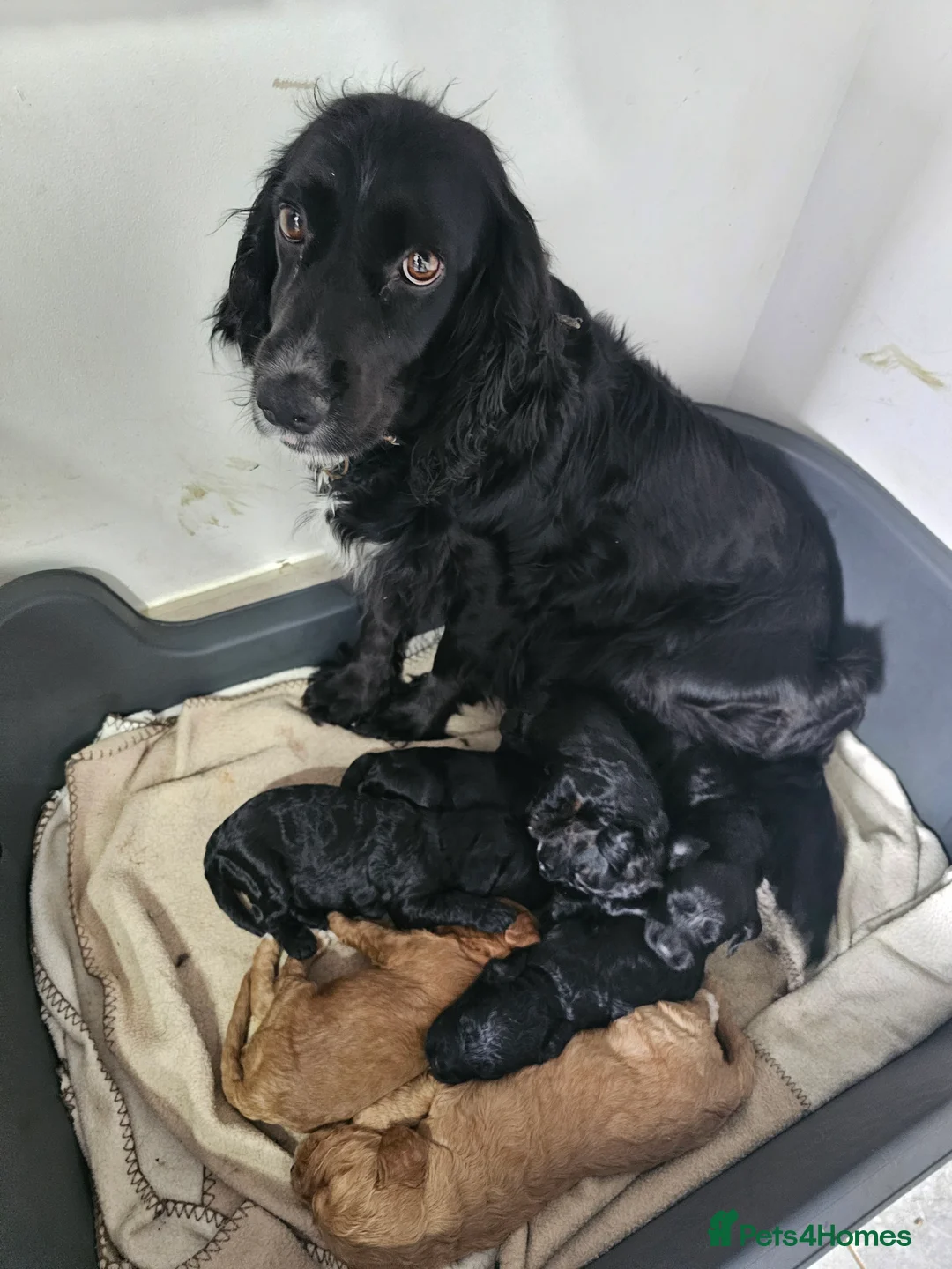 Cockapoo dogs for sale: Cockapoos puppies for sale  - Advert 2