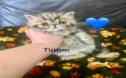 Persian cats for sale: EXCEPTIONAL LITTER PERSIAN EXOTIC KITTENS - Image 15
