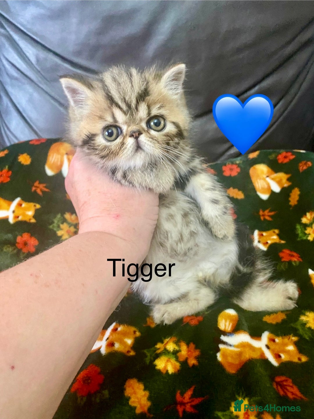 Persian cats for sale: EXCEPTIONAL LITTER PERSIAN EXOTIC KITTENS - Image 15