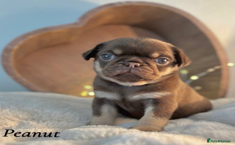 Pug dogs - Advert 1
