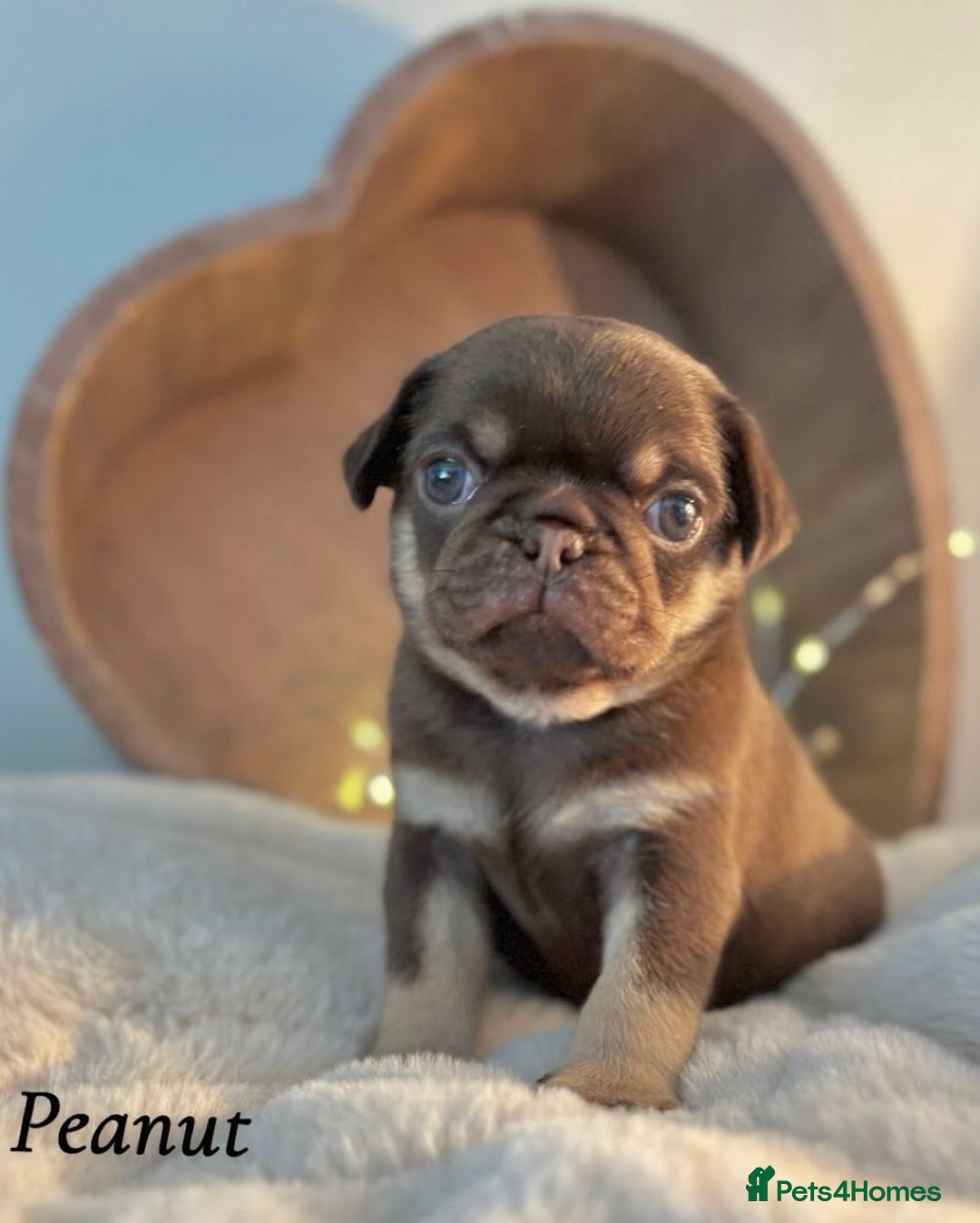 Pug dogs for sale: Kc registered chocolate and tan pug - Image 1