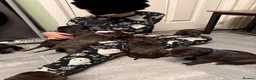 Mixed Breed dogs for sale: Staffordshire bull terrier x Lurcher puppies in Rugby - Advert 21