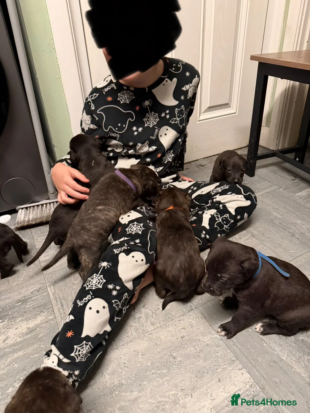 Mixed Breed dogs for sale: Staffordshire bull terrier x Lurcher puppies in Rugby - Advert 21