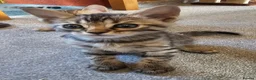Mixed Breed cats for sale: Kitten for sale  - Advert 1
