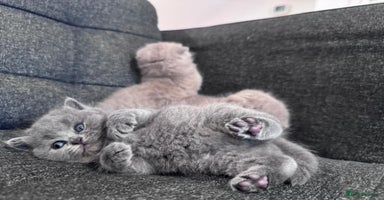 British Shorthair cats - Advert 14