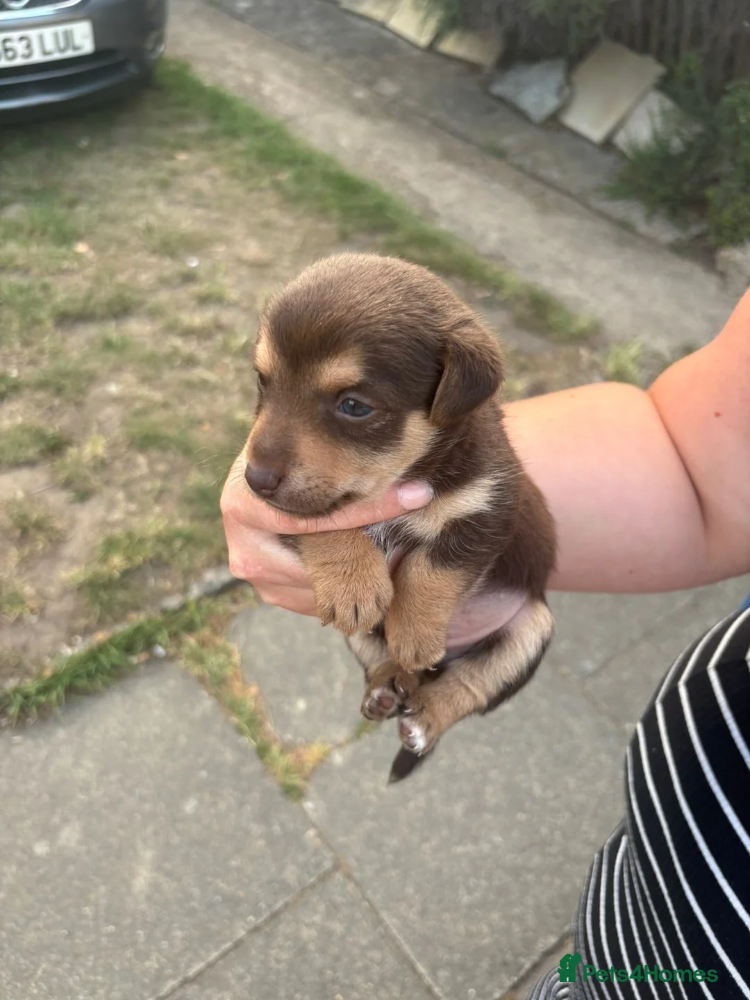 Jack Russell dogs for sale: Lovely jack Russell puppies  in Sevenoaks - Advert 2