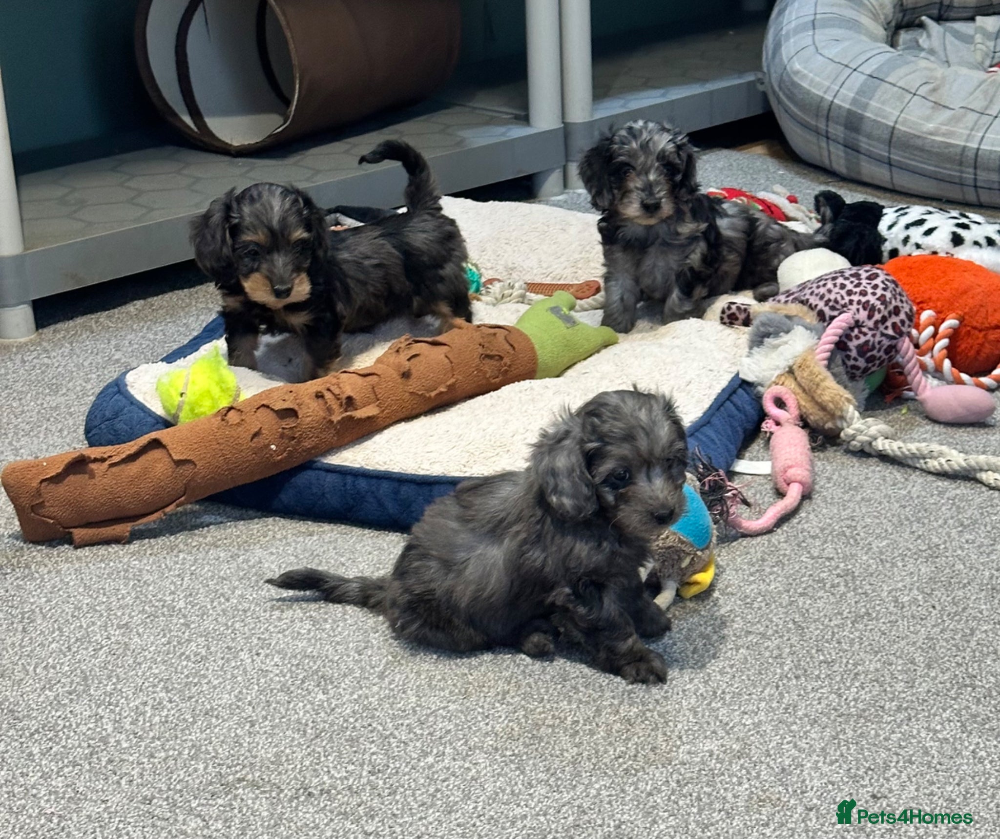 Doxiepoo dogs for sale: Stunning dachshund/poodle pups - Advert 6