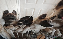 Akita dogs for sale: Akita puppy's ready now - Image 1