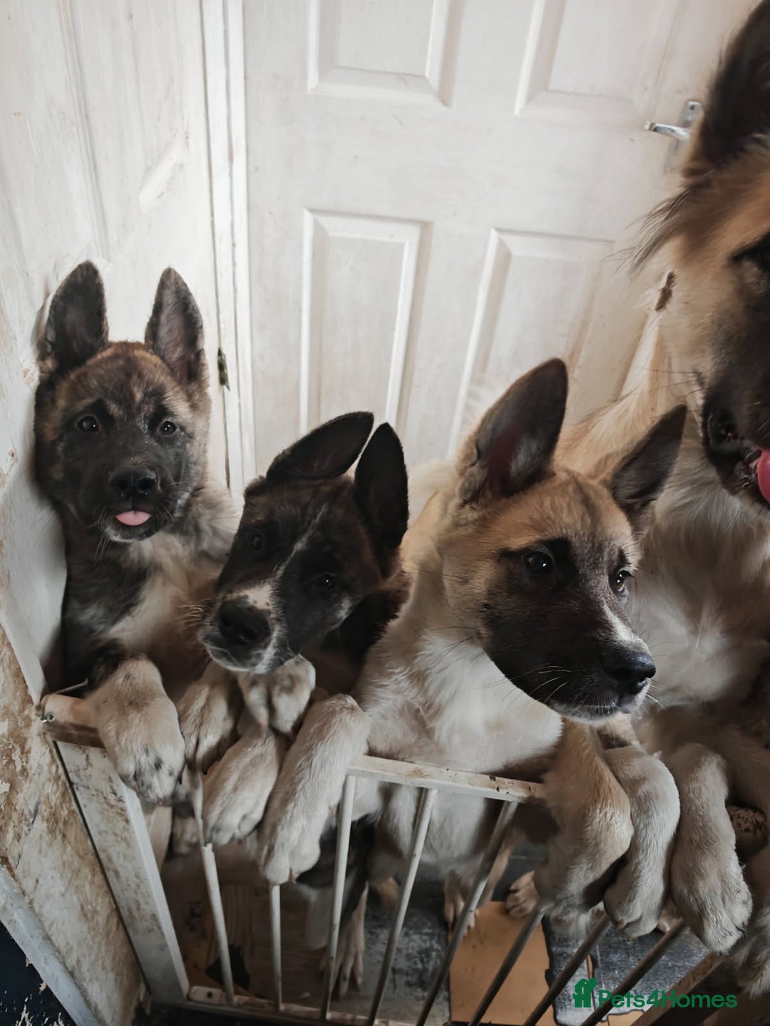 Akita dogs for sale: Akita puppy's ready now - Image 1