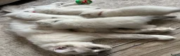 Ragdoll cats for sale: Beautiful Litter of 6 Ragdoll Kittens- 7 weeks old in Ellesmere Port - Advert 18