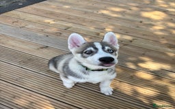 Siberian Husky dogs for sale: LAST Siberian Husky Puppy - Fully Vaccinated - Image 8